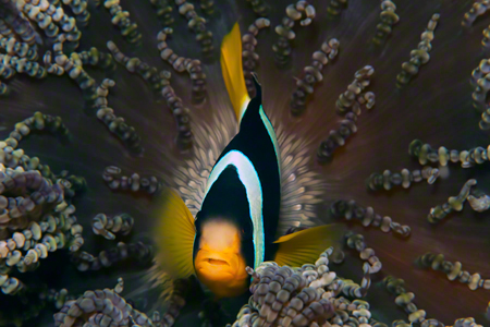 images/Slider/Malives_anemonefish.jpg